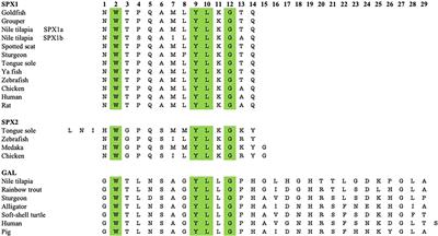 Spexin and Galanin in Metabolic Functions and Social Behaviors With a Focus on Non-Mammalian Vertebrates